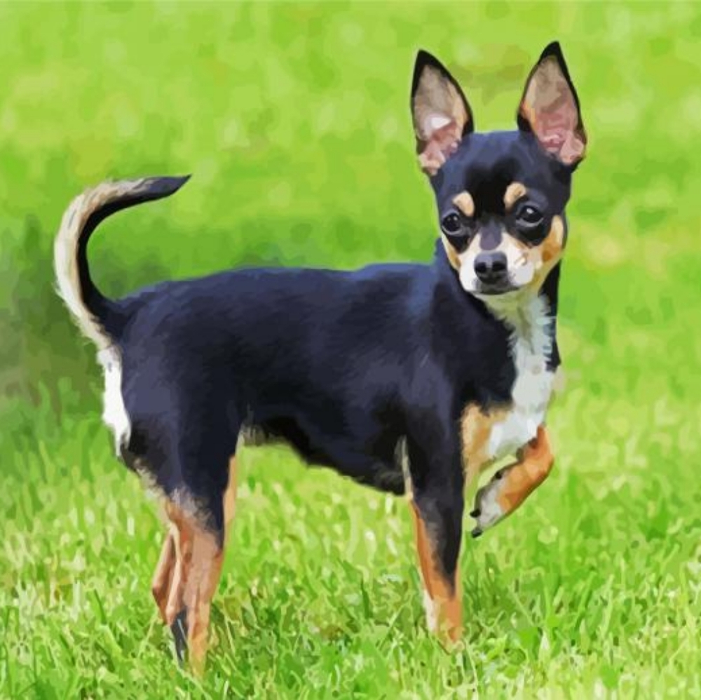 Meet your Posher, bluechihuahua